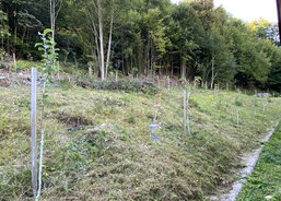 21_Natřeli jsme stromky proti okusu zvěře